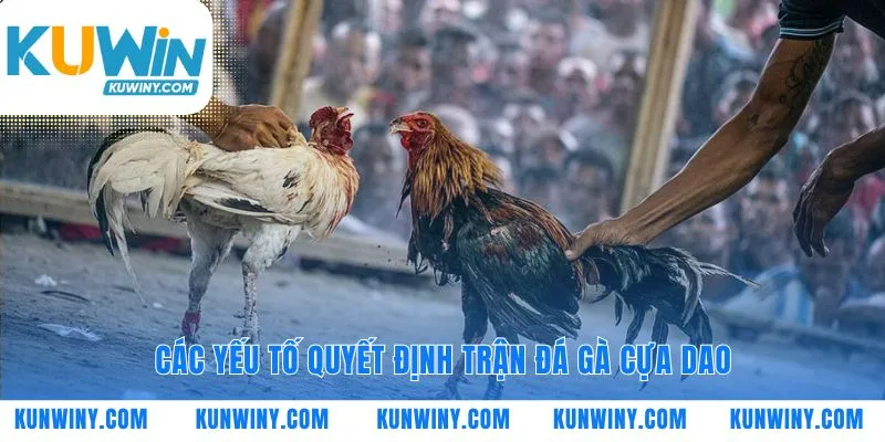 Giải mã chiến thắng trong các trận đá gà cựa dao