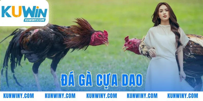 đá gà cựa dao
