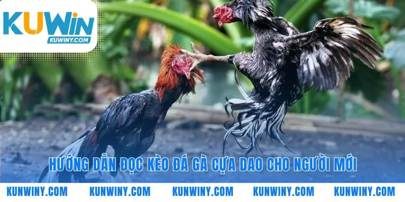 Làm chủ kèo cược trong đấu trường đá gà cựa dao