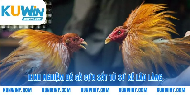 Tinh hoa đá gà cựa sắt từ các bậc thầy