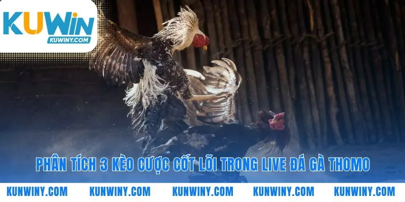 Ba lựa chọn cược trong live đá gà Thomo